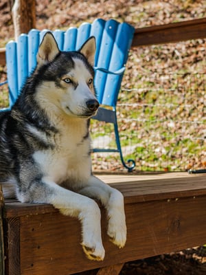 Accessible, Pet-Friendly